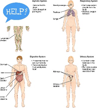 MODULE 7 BODY SYSTEMS