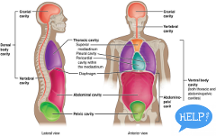 MODULE 6 HUMAN ANATOMY